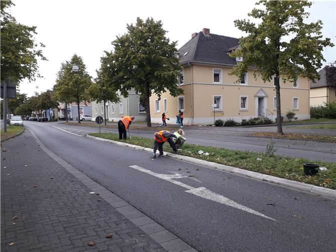 Hunderte von Blumenzwiebeln wurden gesetzt.Foto: privat