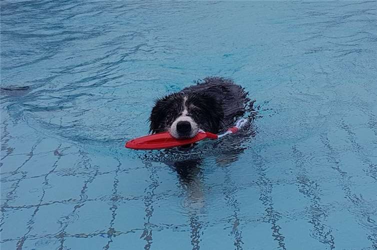 Hundeschwimmen ist immer ein besonderes Event. Foto: Tierschutz Siebengebirge