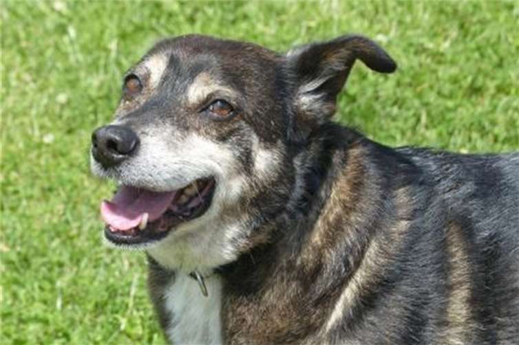 Hundesenior „Hopi“ ist auf der Suche nach einem neuen Zuhause. Fotos: Tierheim Andernach