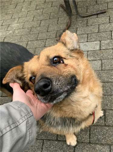 Hundeseniorin Chia.Fotos: privat