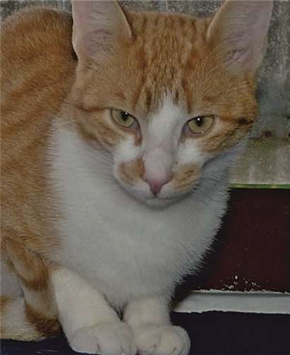 Hurricane ist ein toller Kater.  Privat