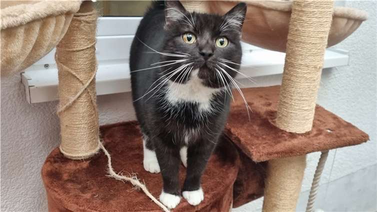 Hutch wird leider nicht vermisst.