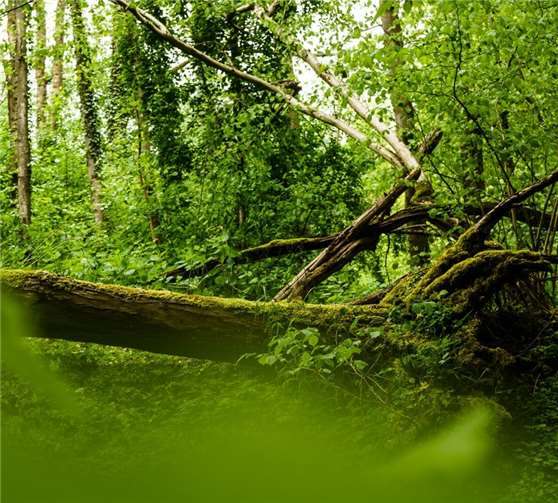 IM Wald werden Atem-, Meditations- und Sinnesübungen durchgeführt. Foto: Simon Fuhrmann