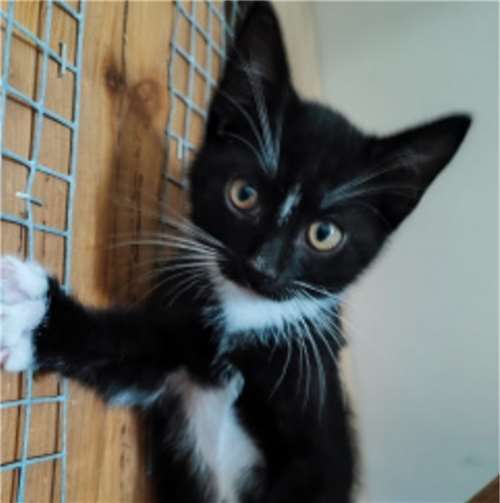 Ian  Fotos: Katzenschutzfreunde Rhein-Ahr-Eifel e.V.