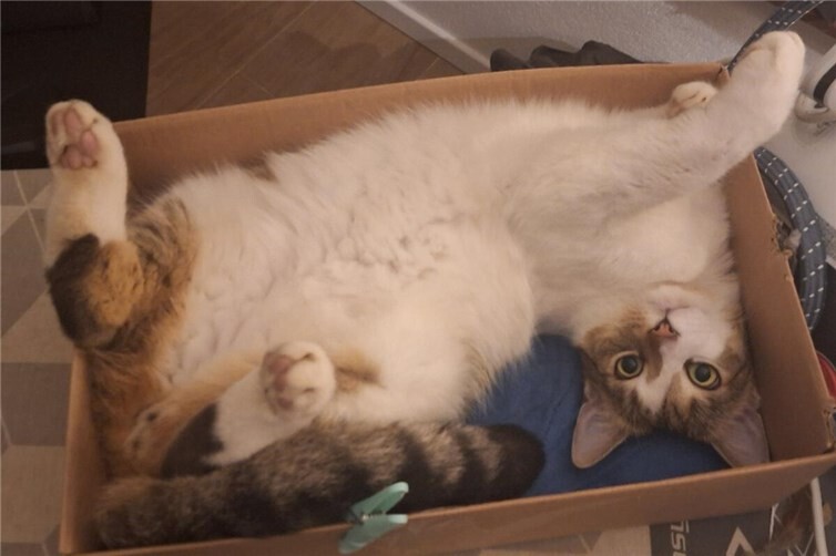 Ich bin ein lustiger Kerl