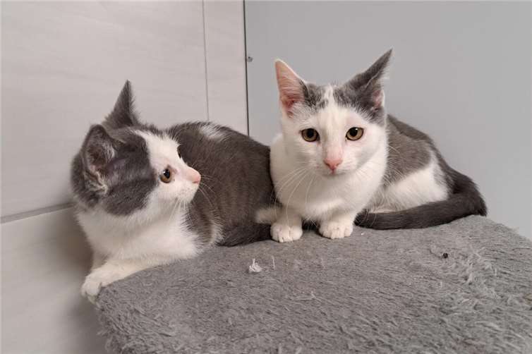 Idris und Ilyas. Fotos: privat