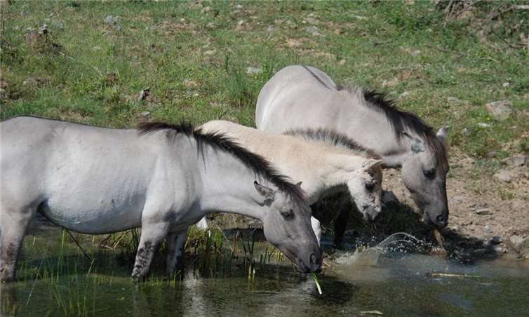 Idylle am See. Zwei Konikpferde mit Fohlen löschen ihren Durst.Heinz Strunk