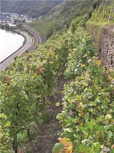 Idyllisch, inmitten von Weinbergen, liegt der Ort Kattenes.privat