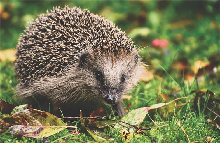 Igel freuen sich über nicht entferntes Laub.  Quelle: pixabay.com