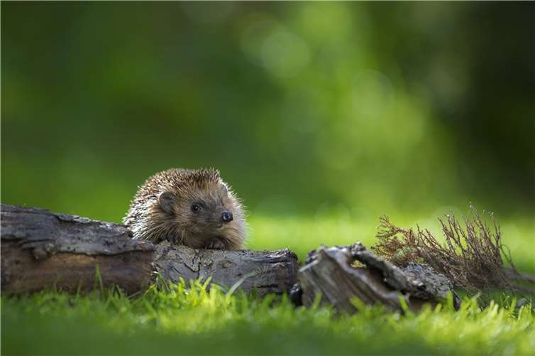 Igel sind Zeiger für einen naturnahen Garten mit einer hohen Artenvielfalt. Foto/Copyright: Andreas Bobanac/NABU