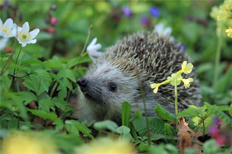 Igel sind vor allem in den Abend- und Nachtstunden in unseren Gärten aktiv und durch Mähroboter besonders gefährdet.