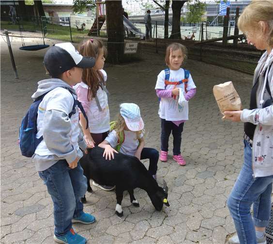 Igelfüchse und Ziegen hatten viel Spaß im Zoo. Foto: privat