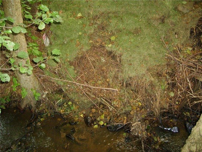Illegal Grünschnitt in Gewässern zu entsorgen, kann mit Bußgeldern geahndet werden.Foto: Kreisverwaltung / Roger Best