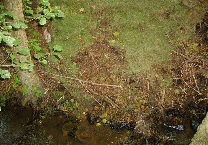 Illegal entsorgter Grünschnitt an einem Westerwälder Bachlauf. Pressestelle der Kreisverwaltung