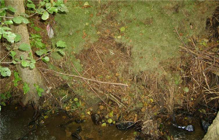 Illegal entsorgter Grünschnitt an einem Westerwälder Bachlauf. Foto: Pressestelle der Kreisverwaltung