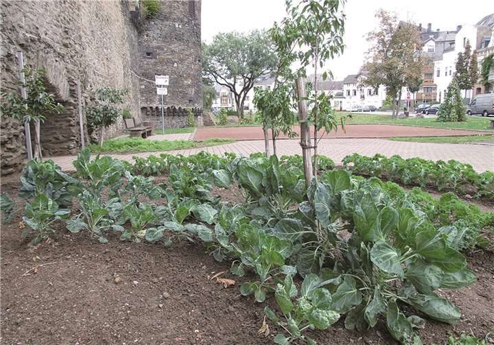 Im Andernacher Stadtgarten wächst der Kohl auf prächtige Art und Weise. WAMFO.DE