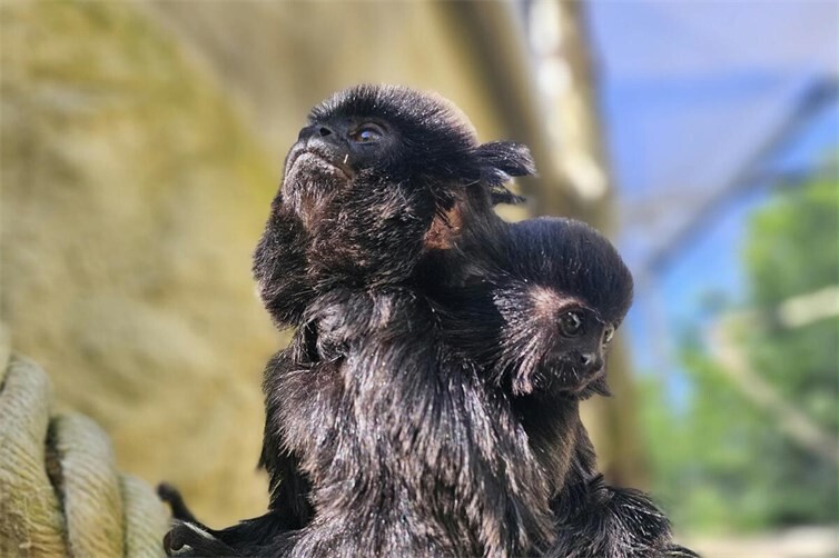 Im Außengehege der Prinz Maximilian zu Wied Halle im Zoo Neuwied kann man die Springtamarine finden.