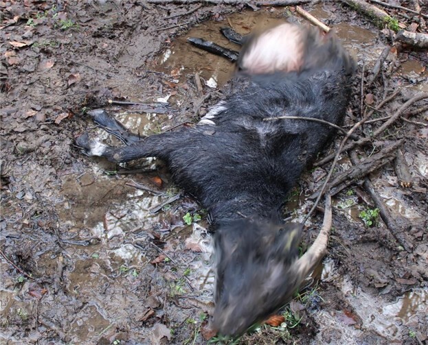 Im Bereich der Gemarkungsgrenze Heckenbach/Hohenleimbach wurden zwei Hausziegen von einem bislang unbekannten Beutegreifer gerissen.  Foto: DU