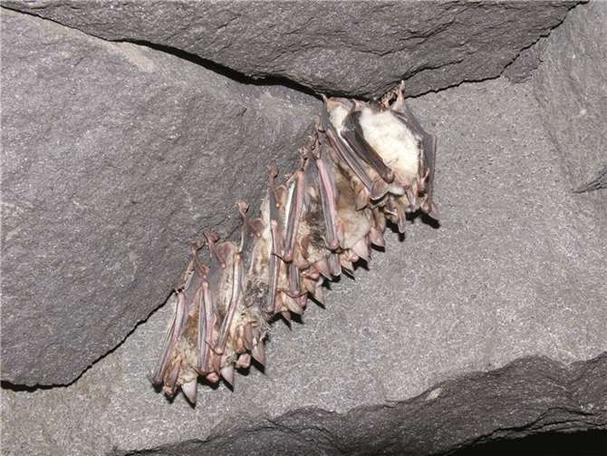 Im Bierkeller auf dem Mayener Grubenfeld können Fledermäuse im Schlafverband beobachtet werden.  Andreas Kiefer