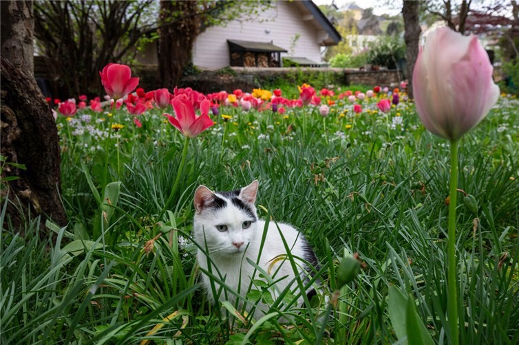 Im Blütenmeer fühlt sich jeder wohl.