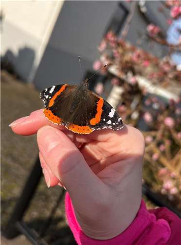 Im Bürgerpark soll sich am 7. Juli alles um die kleinen Tiere drehen.