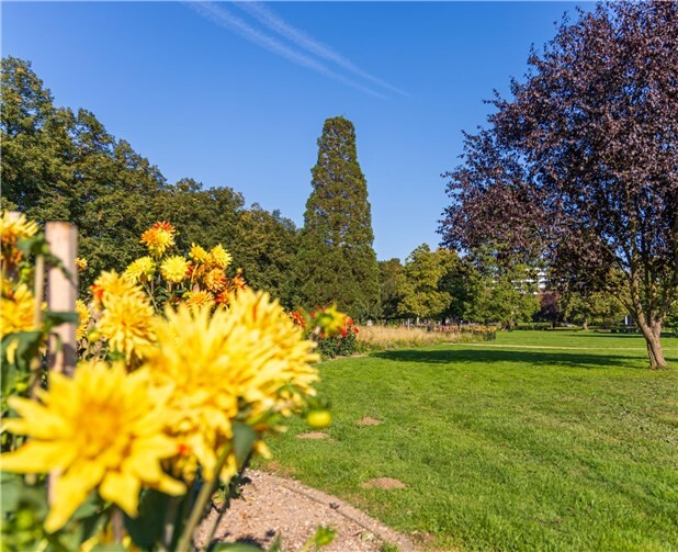 Im Dahliengarten beginnen nächste Woche die Baumaßnahmen. Foto: privat