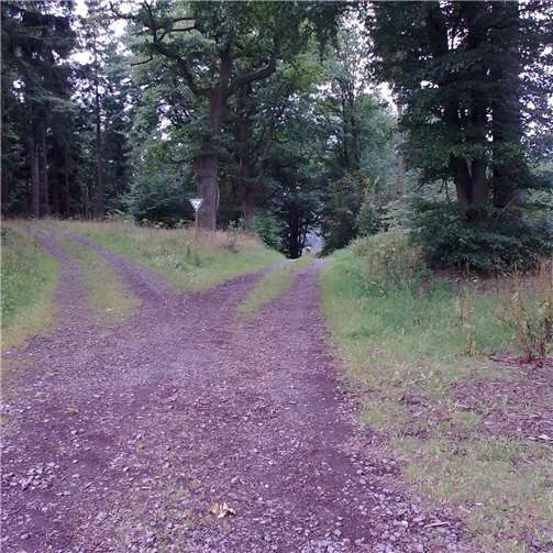 Im Durchschnitt wachsen die Eichen im Jahr 0,3 Zentimeter. Privat