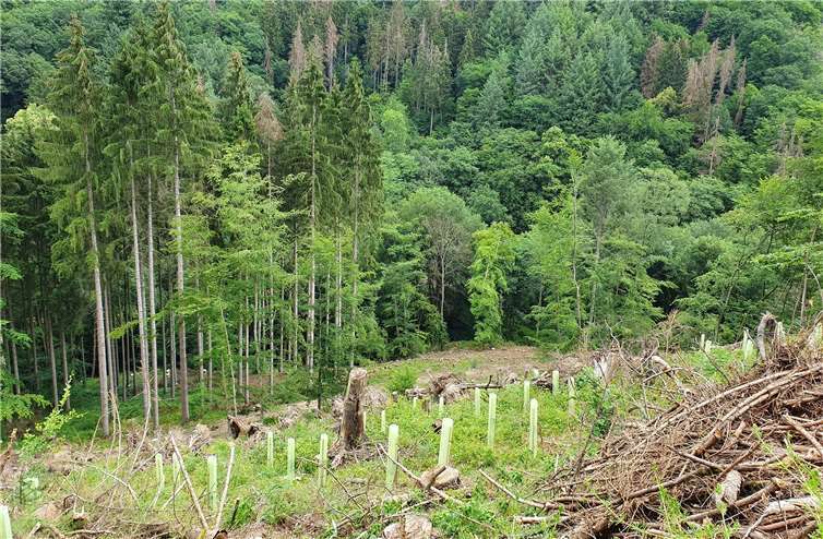 Im Forstrevier Bendorf wird der durch den Klimawandel gefährdete Wald gezielt durch Naturverjüngung umgebaut. Foto: privat