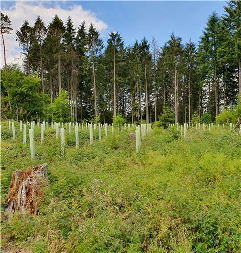 Im Frühjahr diesen Jahres wurden ca. 12.000 klimastabile Bäume angepflanztFoto: privat