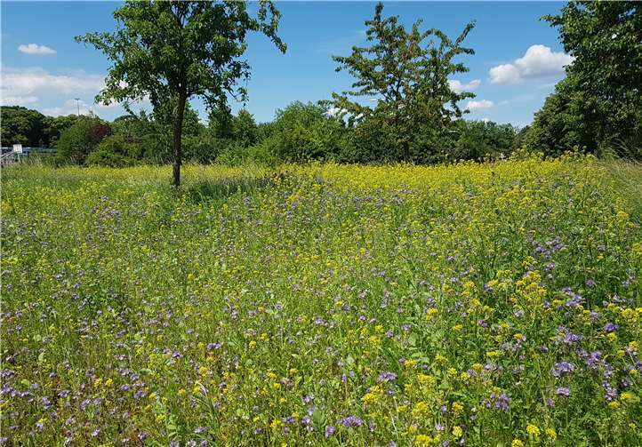 Im Frühjahr wurde die Blühwiese hinter dem Sportplatz angelegt. Fotos: privat