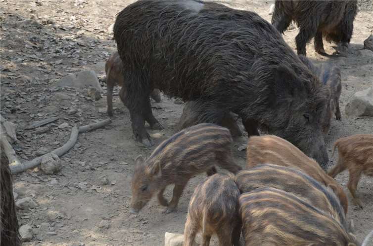 Im Frühling bekommen Wildtiere und Wildvögel ihren Nachwuchs.Foto: Tierschutz Siebengebirge, Antje Firmenich