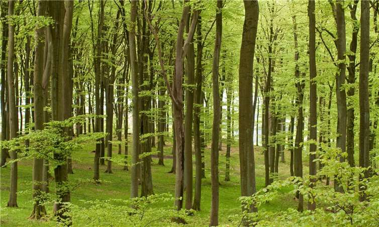 Im Frühling bieten die Buchenwälder einen besonders schönen Anblick. Fotos: Forstamt Cochem