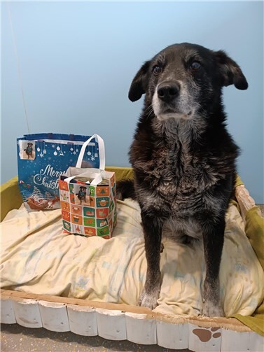 Im „Futterhaus Andernach“ sowie bei „Tierisch Gut“ in Andernach wird es mit Futter oder Leckerlis fertig gepackte Nikolaustüten zu kaufen geben. Foto: Tierheim Andernach