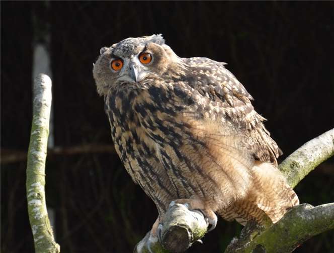 Im Gegensatz zu vielen anderen Auffangstationen werden in Kirchwald alle einheimischen Wildvogelarten aufgenommen. Kein hilfesuchender Vogel wird hier abgewiesen.privat