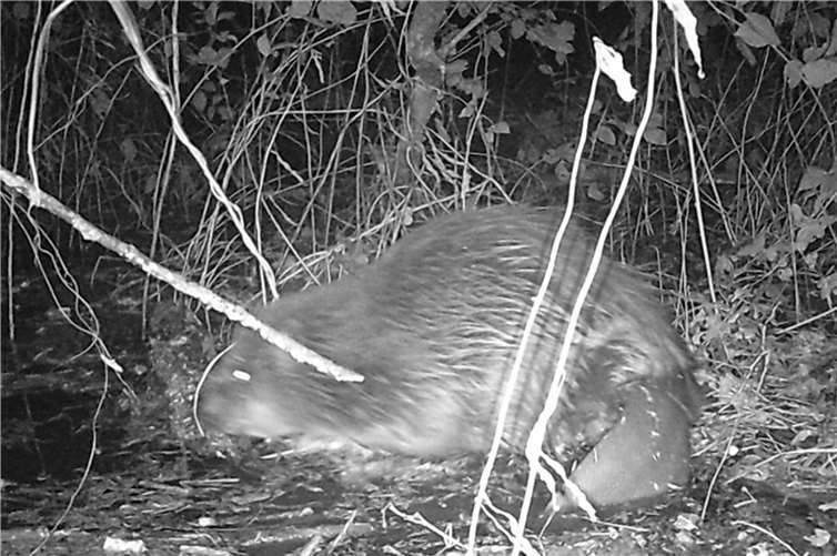 Im Gegensatz zur nicht verwandten Biberratte oder Nutria hat der Biber einen breiten Schwanz, auch „Kelle“ genannt.