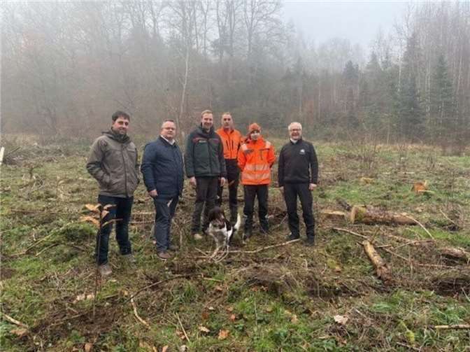 Im Gemeindewald Nickenich entsteht auf einer ehemaligen Fichtenfläche ein artenreicher und zukunftsfähiger Wald, der ein Paradies für zahlreiche Insekten darstellt. Foto: privat