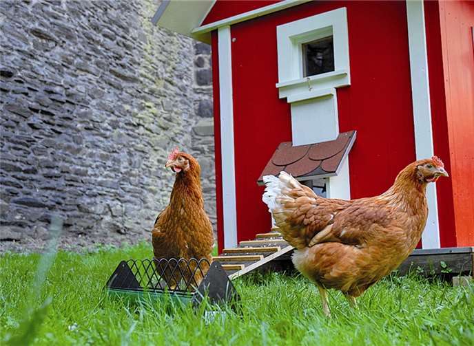 Hühner beleben die Stadt Im Graben des Schlossgartens tummeln sich jetzt acht Hühner. Extra für sie wurde ein hübsches Hühnerhaus angefertigt. Die Tiere sorgen jetzt für noch mehr Leben in der „Essbaren Stadt“. Stadtverwaltung/Maurer