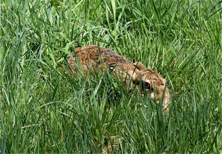 Im Gras versteckte Hasen können Erntemaschinen zum Opfer fallen. Deutscher Tierschutzbund e.V./Masanneck