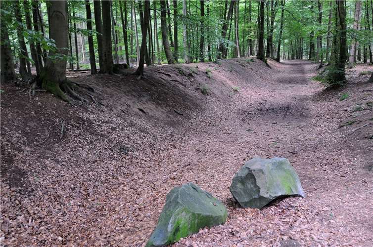Im Heimbach-Weiser-Gladbacher-Wald (HWG-Wald) steigen wieder die Wald-Jugendspiele. Foto: Dieter Bollmann
