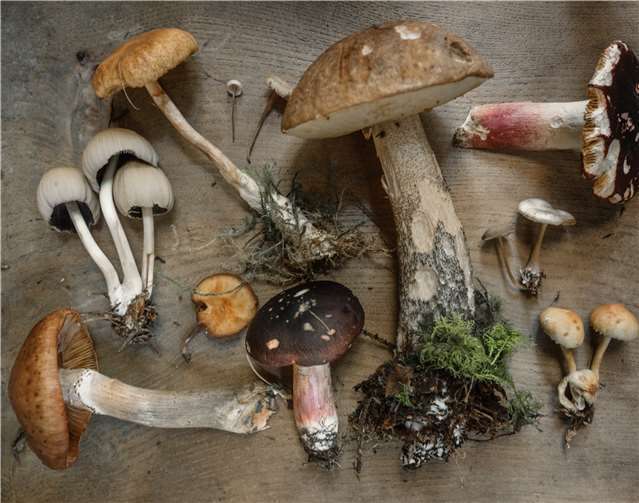 Im Herbst gibt es geführte Wanderungen zum Thema Pilze und Kräuter.Foto: Monrepos