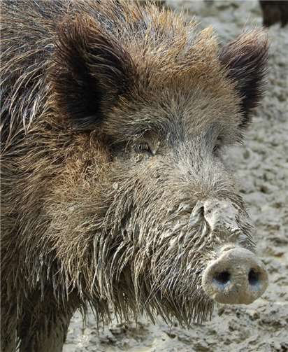 Im Herbst kommt es besonders oft zu Unfällen mit Wildtieren. Antje Firmenich