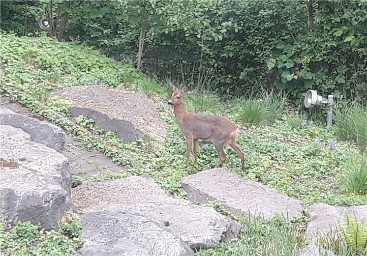 Im Hospizgarten wurde das Reh gesehen, welches sich nicht aus der Ruhe bringen ließ. Fotos: Hospiz im Ahrtal gGmbH