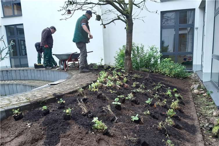 Im Innenhof der Augstschule in Neuhäusel entsteht ein Wildstaudenbeet, für das ausschließlich aus heimischen Pflanzenarten ausgewählt wurden. Von Frühlingbis Herbst soll hier immer etwas blühen. Sorgfältig setzt das Team der Gartenbaufirma Mondorf die jungen Pflanzen ein.  Foto: VG Montabaur/Aglaia Abel