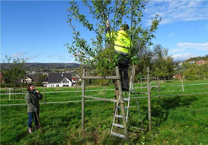 Im Jahr 2018 wurden durch den Einsatz von Ehrenamtlichen der Streuobstinitiative in ca. 250 Stunden 135 Bäume fachmännisch beschnitten und von Misteln befreit.Informa gGmbH