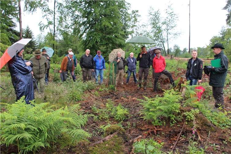 Im Laufe der Exkursion mit dem zuständigen Förster für den Kommunalwald Thomas Tullius konnten die Regenschirme später sogar geschlossen werden. Foto: Kreiswaldbauverein Neuwied