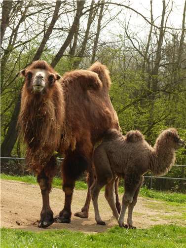 Im Mai 2005, knapp sieben Monate nach ihrer Ankunft,hatte Sulaika völlig unerwartet ein weibliches Fohlen zur Welt gebracht. Foto: Zoo Neuwied