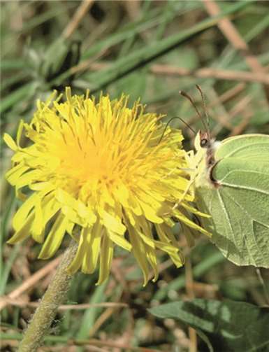 Im Mai wird frisches Grün sichtbar.privat