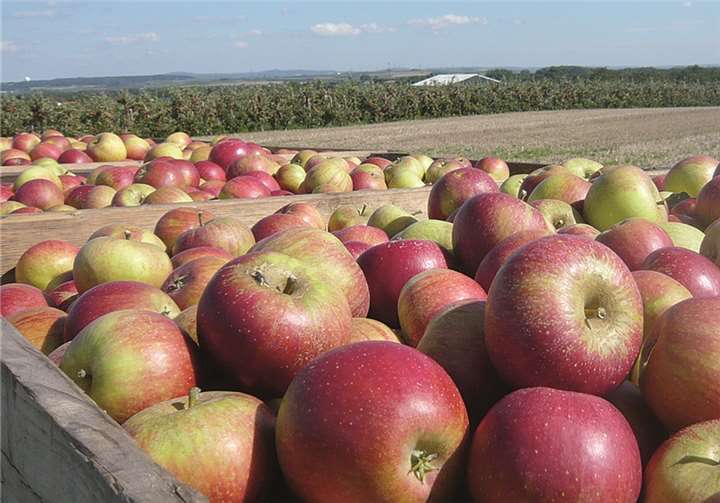 Im Oktober läuft die Apfelernte auf Hochtouren, auch am Mittelrhein.privat