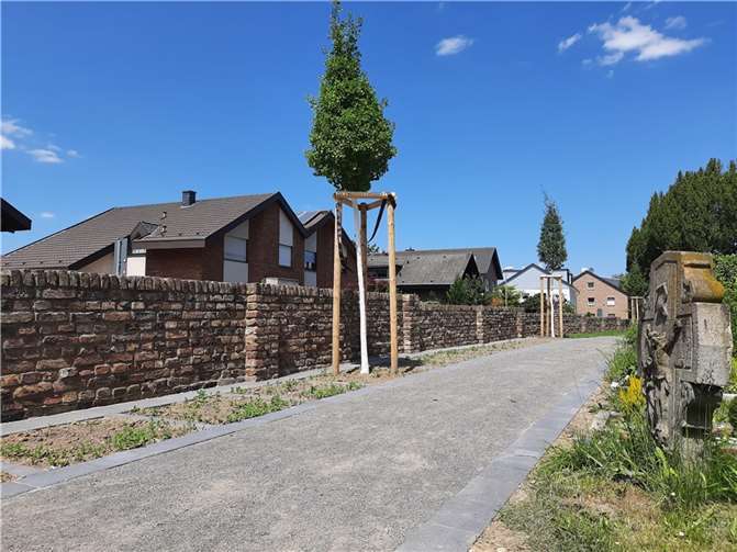 Im Rahmen des Friedhofsentwicklungskonzeptes für den St. Martin-Friedhof wurden im 1. Bauabschnitt 77 neue Urnengrabbeete entlang der Friedhofsmauer hin zur Straße Sürster Weg angelegt und Gingkobäume gepflanzt. Foto: Stadt Rheinbach
