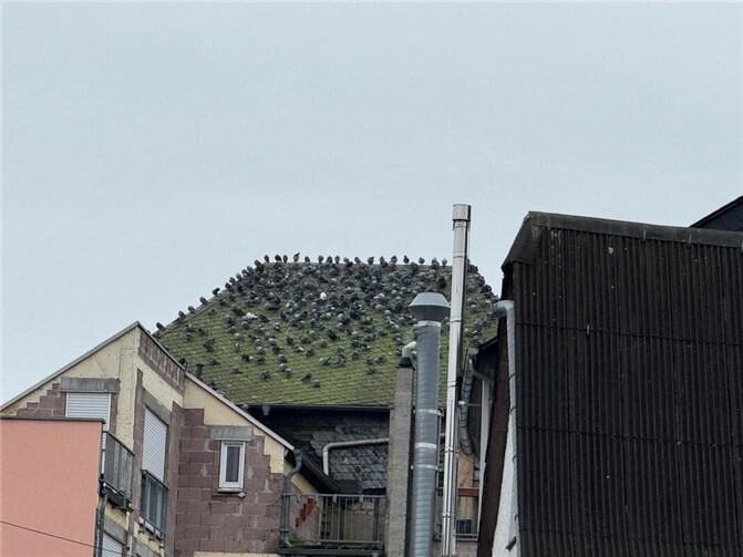 Im Rahmen des Hausabrisses wurden geschätzt 200 Stadttauben obdachlos. Foto:Stadttaubenhilfe Koblenz/Neuwied e.V.